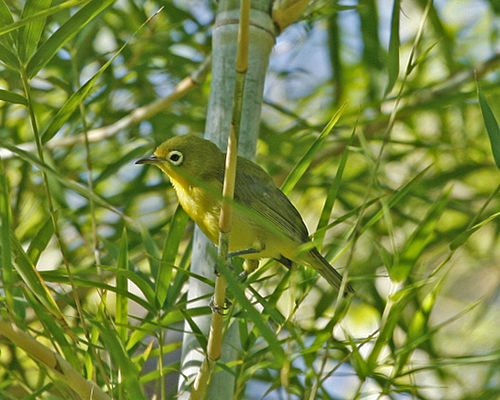 Lemon-bellied white-eye